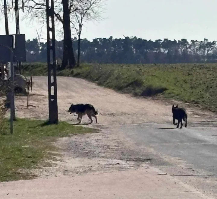 Wolno biegające psy wracają na ulice Kalisza - Straż Miejska szuka właścicieli