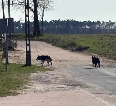 Wolno biegające psy wracają na ulice Kalisza - Straż Miejska szuka właścicieli